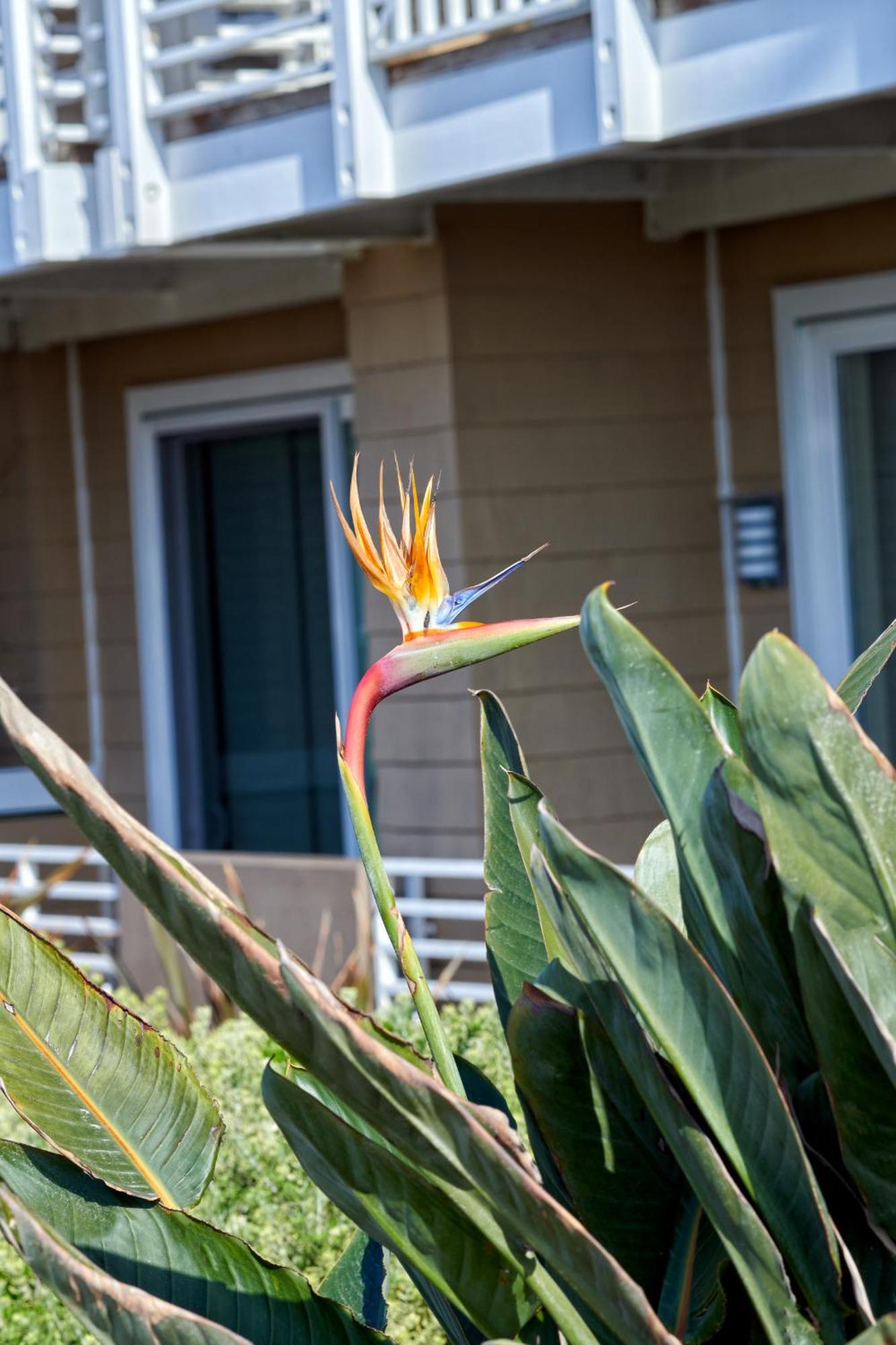 House At Hermosa 4* Hermosa Beach